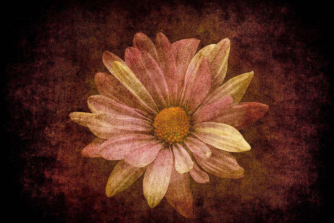 #6 Flora on Canvas.jpg