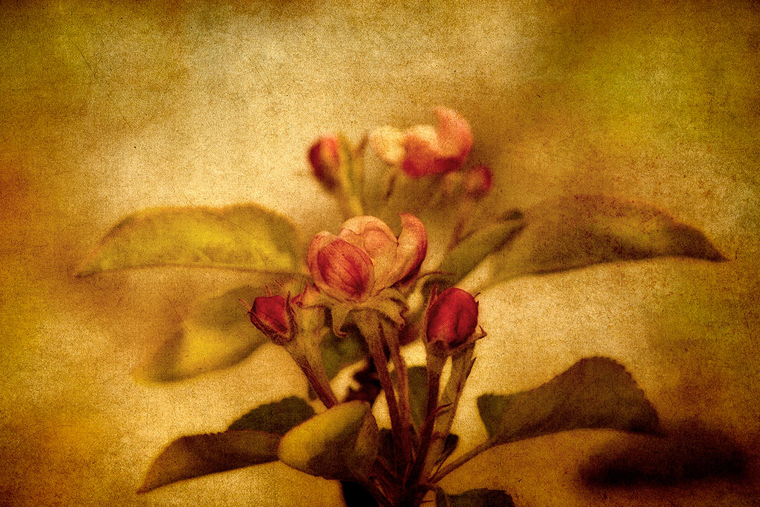 #9 Flora on Canvas.jpg