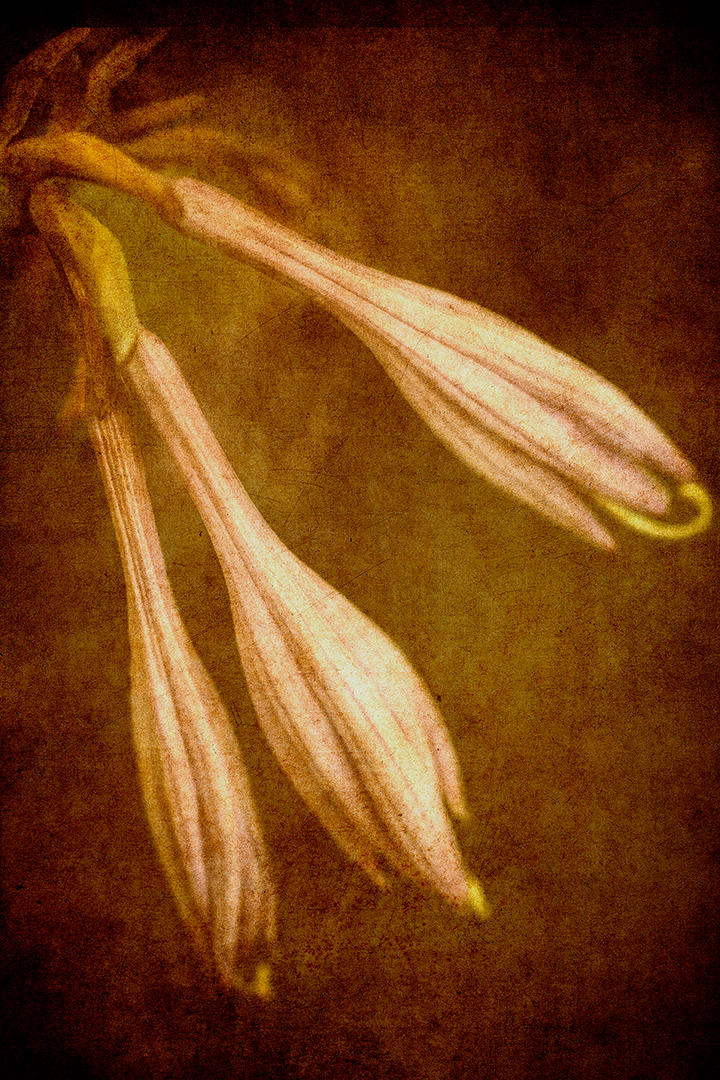 #53 Flora on Canvas.jpg