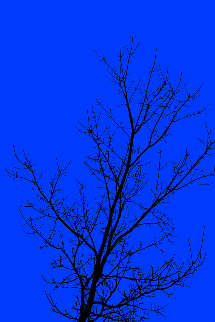 #5 Trees.jpg