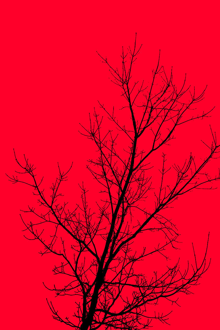 #6 Trees.jpg