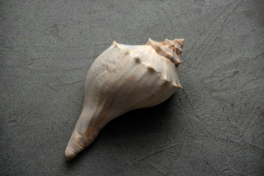 #2 Seashells.jpg