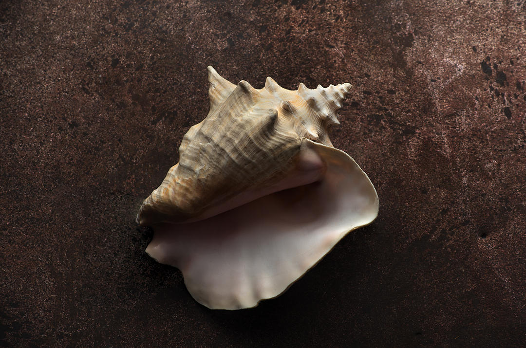 #3 Seashells.jpg