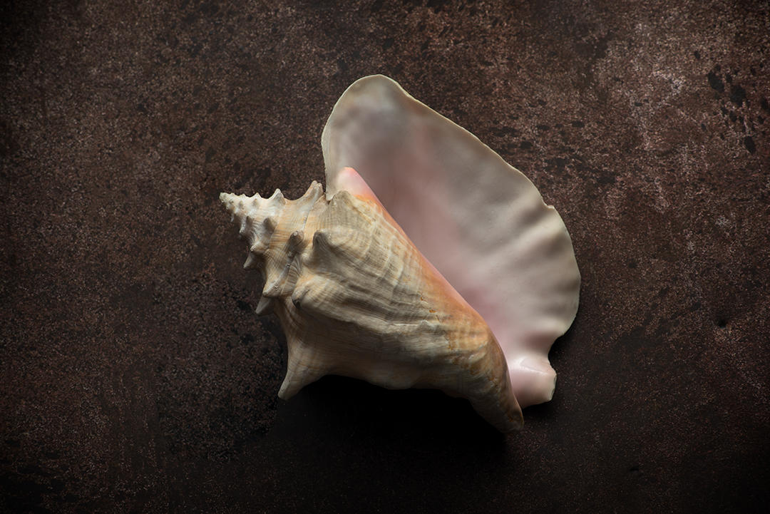 #5 Seashells.jpg
