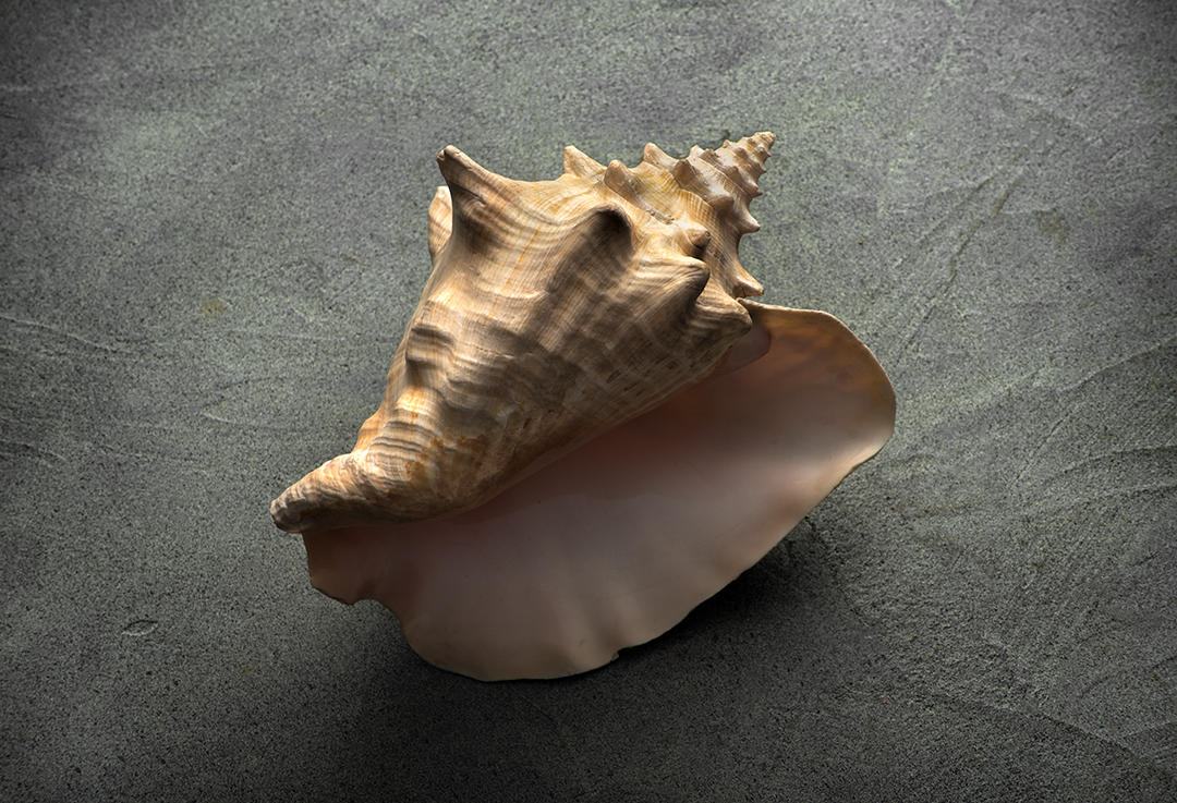 #6 Seashells.jpg