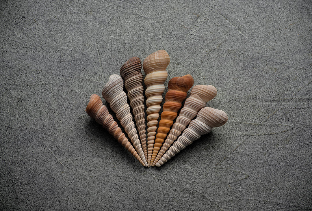 #17 Seashells.jpg