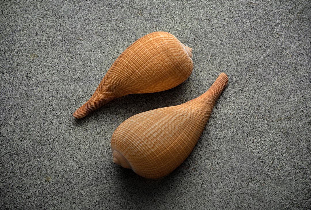 #19 Seashells.jpg