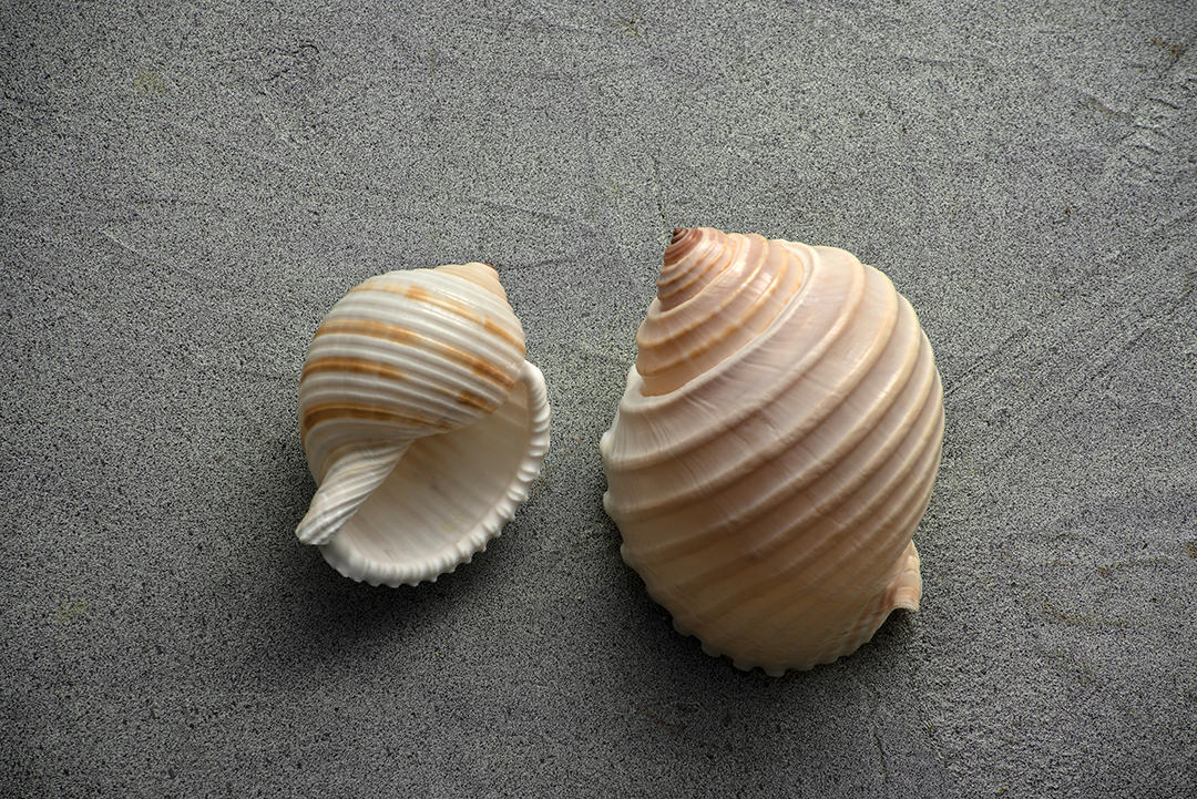 #21 Seashells.jpg