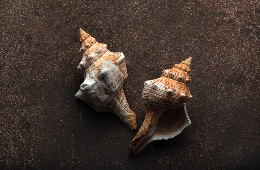 #24 Seashells.jpg