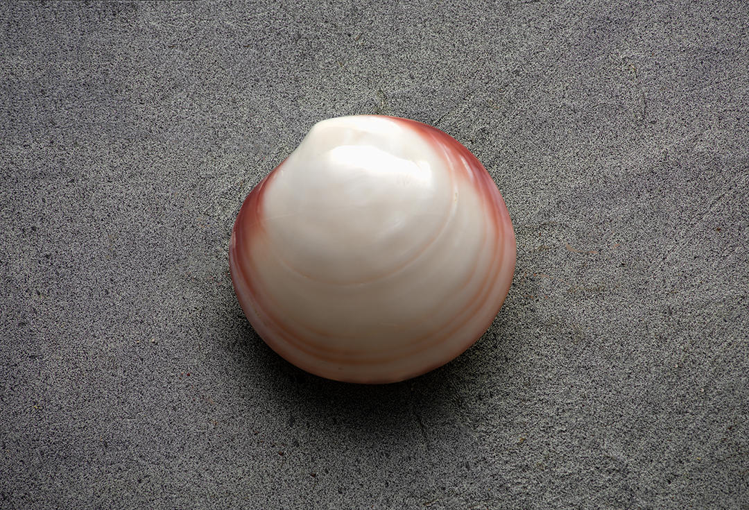 #30 Seashells.jpg