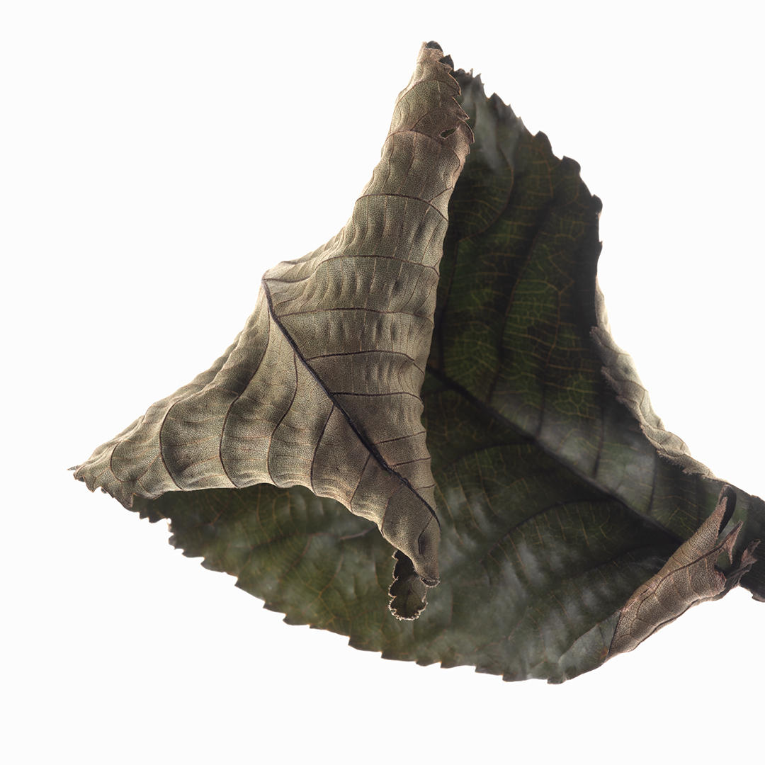 #27 Leaf on White.jpg