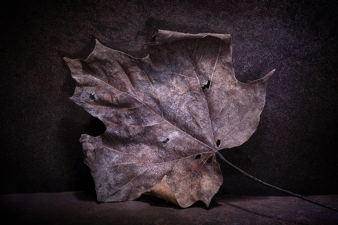 #6 Leaf Portrait.jpg