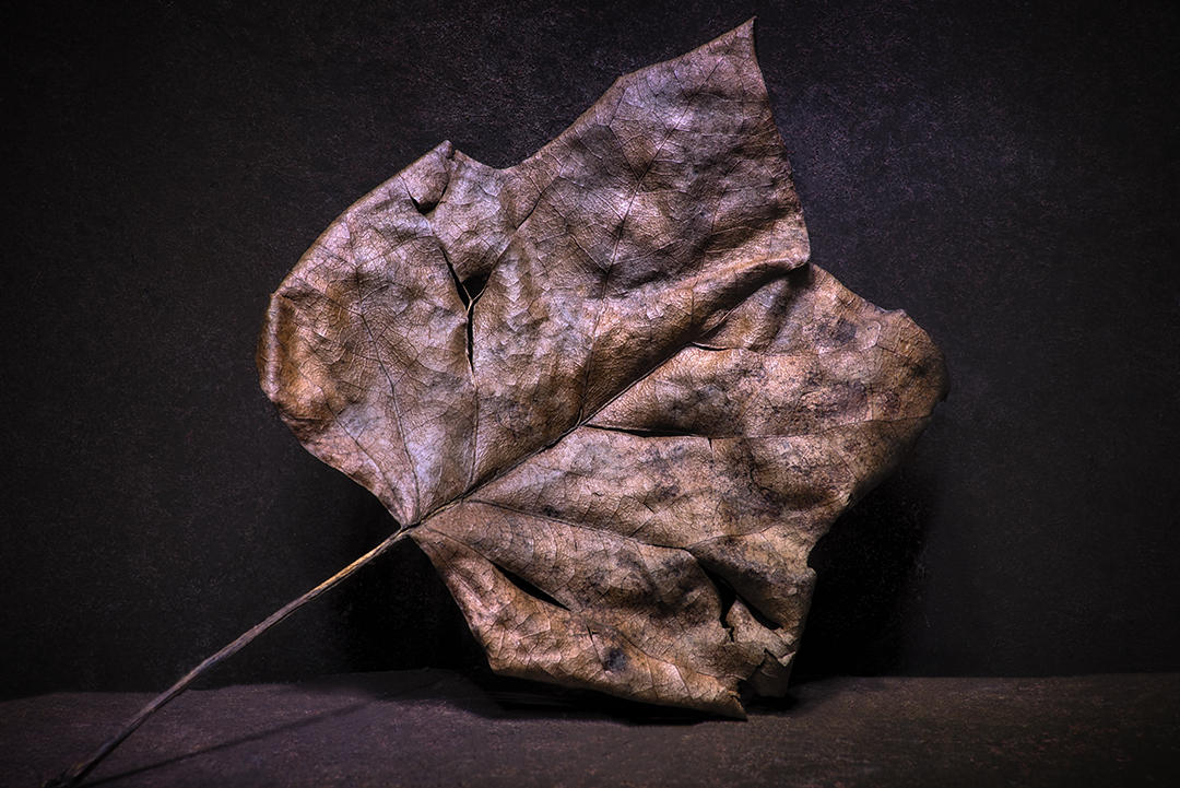 #7 Leaf Portrait.jpg