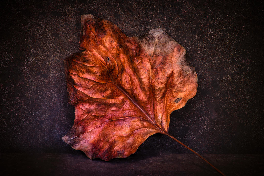 #10 Leaf Portrait.jpg