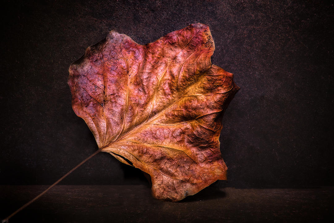 #11 Leaf Portrait.jpg