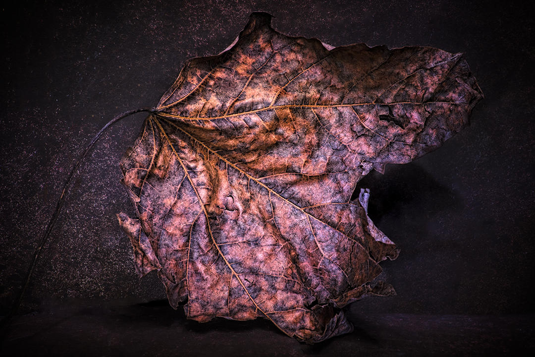 #13 Leaf Portrait.jpg