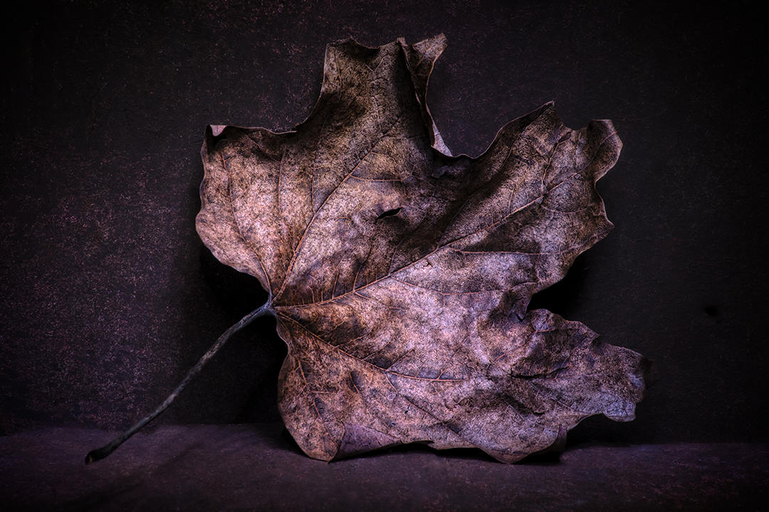 #15 Leaf Portrait.jpg