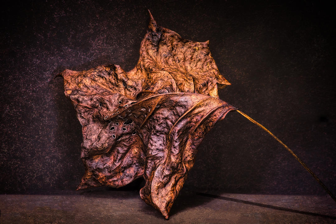 #18 Leaf Portrait.jpg