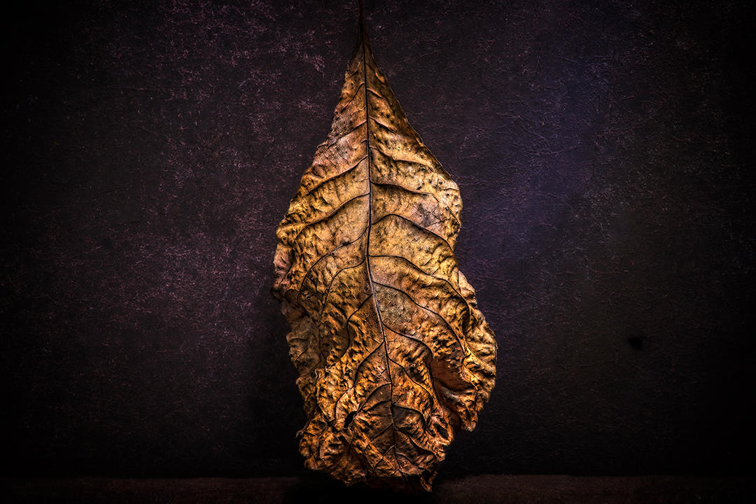 #21 Leaf Portrait.jpg