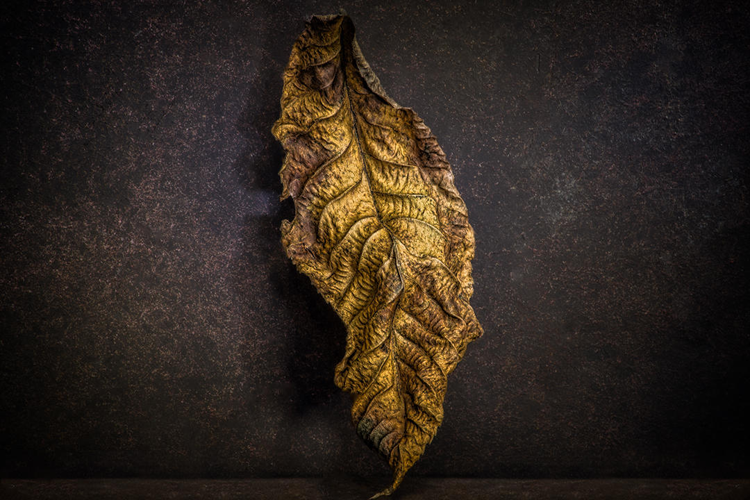 #23 Leaf Portrait.jpg