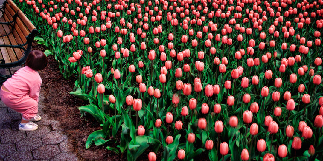 #24 Little Girl and Tulips .jpg