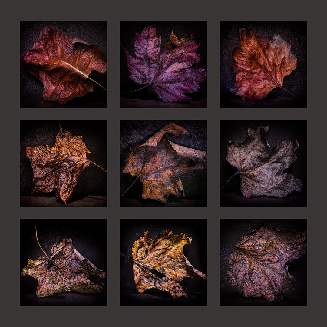 Dead Leaf Grid