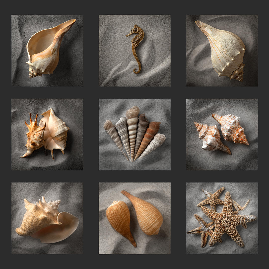 Seashell Grid