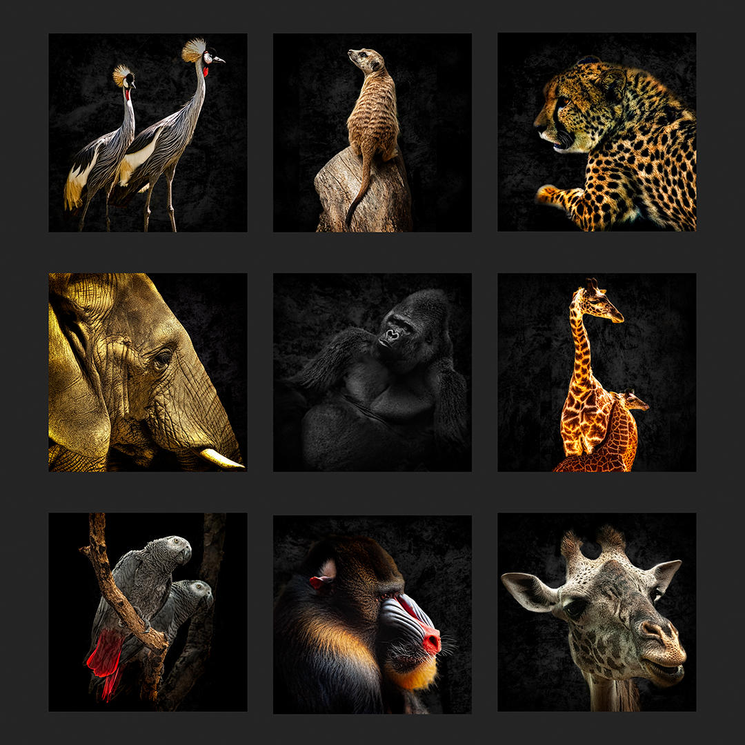 Zoo Portrait Grid