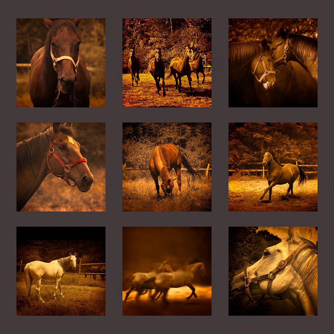 Horses Grid